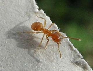 Yellow meadow ant species of insect