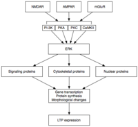 The early and late phases of LTP are thought to communicate via the extracellular signal-regulated kinase (ERK). Late LTP mechanism.png