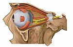 Miniatura per Múscul recte lateral de l'ull