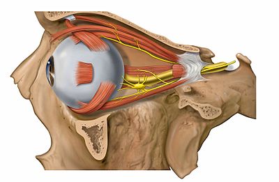 Extraocular muscles are shown in this image of the left eye (lateral view). Click on the structures for more information. Lateral orbit nerves.jpg