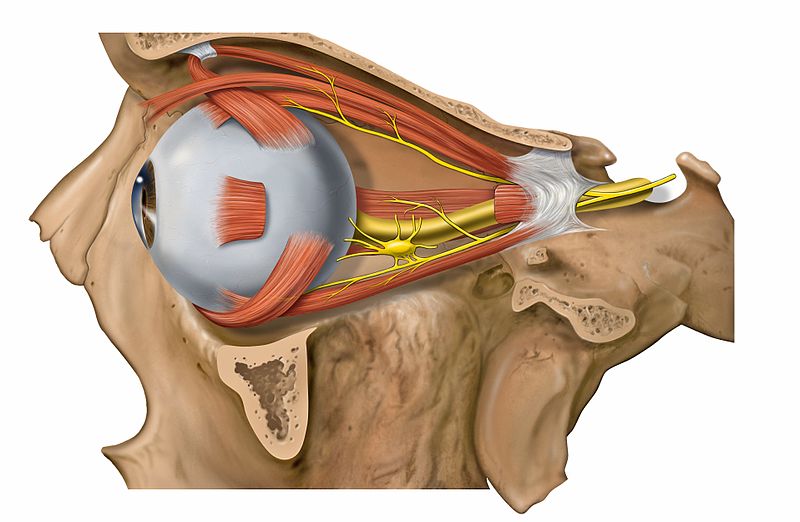 File:Lateral orbit nerves.jpg