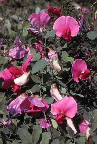 <i>Lathyrus grandiflorus</i> Species of flowering plant in the bean family Fabaceae
