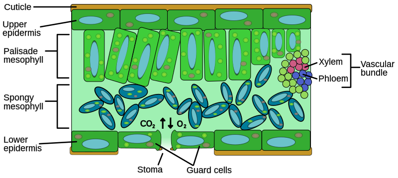 Fig. 11. A stylised cross-section of a euphyllophyte plant leaf, showing the key plant organs involved in gas exchange