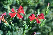 Lechenaultia laricina.jpg