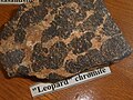 Leopard chromite.JPG