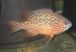 Lepomis peltastes