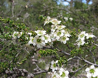 <i>Leptospermum liversidgei</i> Species of shrub