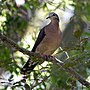 Thumbnail for Grey-fronted dove