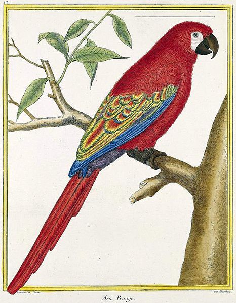 File:Lesser Antillean Macaw.jpg