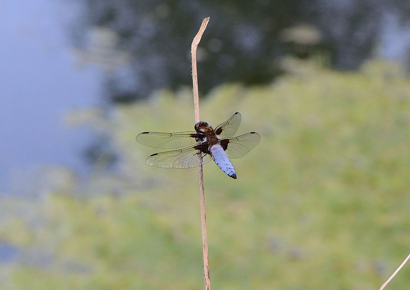 File:Libellula depressa Rast.jpg