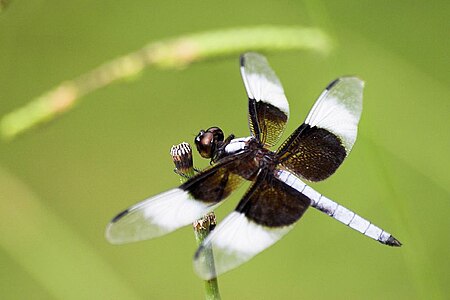 Tập_tin:Libellula_luctuosa_male.jpg