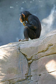 Dieser Primat geht mit gutem Vorbild voran (nicht von Rodin)