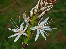 Liliaceae - Asphodelus macrocarpus (8304612226).jpg