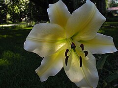 Lilium Golden Stargazer.jpg