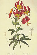 botanical illustration of Lilium superbum