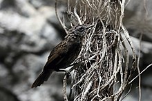 Limestone wren-babbler (37917483062).jpg