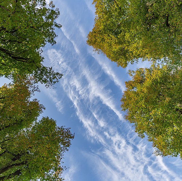 File:Linden trees and the sky in Planina, Postojna, Slovenia.jpg