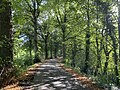 Vorschaubild für Liste von Alleen im Rheinisch-Bergischen Kreis