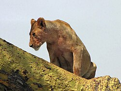 Lion female in tree, Serengeti.jpg