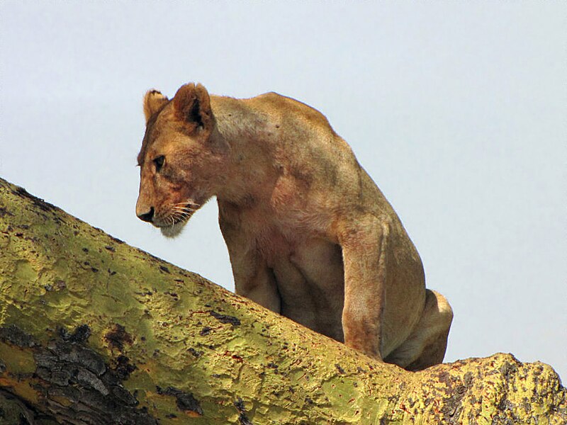 File:Lion female in tree, Serengeti.jpg