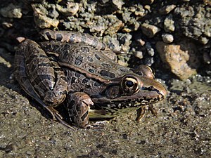 Lithobates spectabilis.jpg