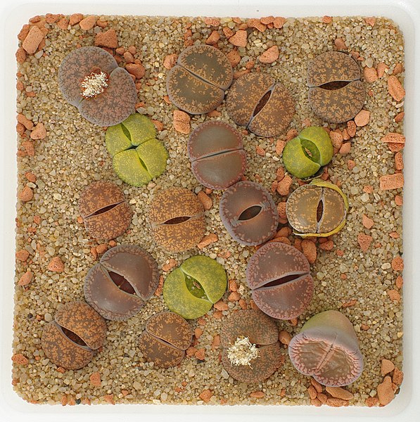 File:Lithops Collection - Top view - Feb. 2011 - (5).jpg