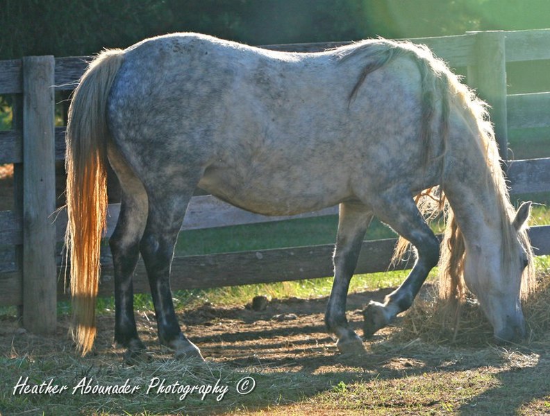 File:Little Grey Mare (2937506885).jpg