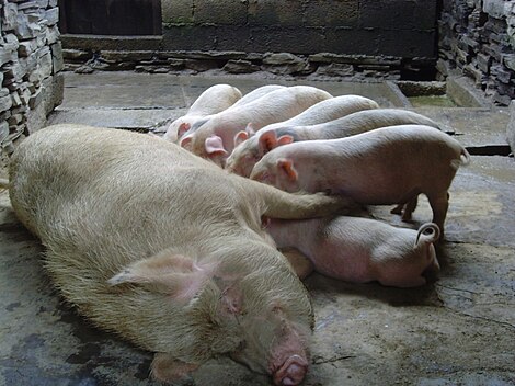 Piglets consuming pig milk