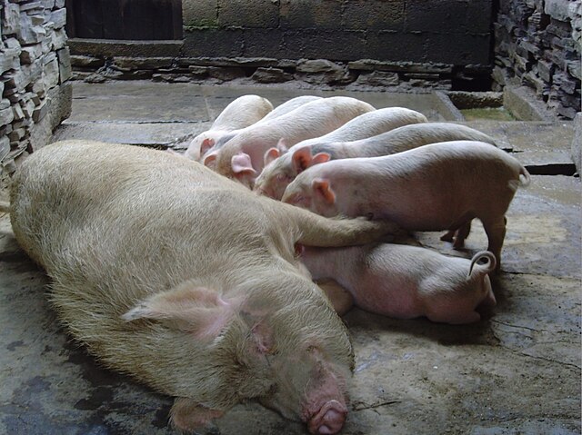 Pig milk - Wikipedia