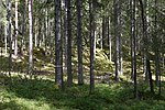 Ljungås naturreservat