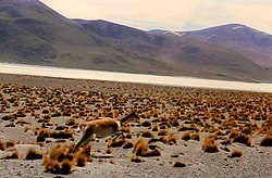 Лама воладора, Лагуна Вилама, Джужуй, Аргентина - panoramio.jpg