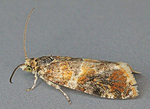 Lobesia reliquana, Trawscoed, North Wales, May 2011 (19682573595).jpg