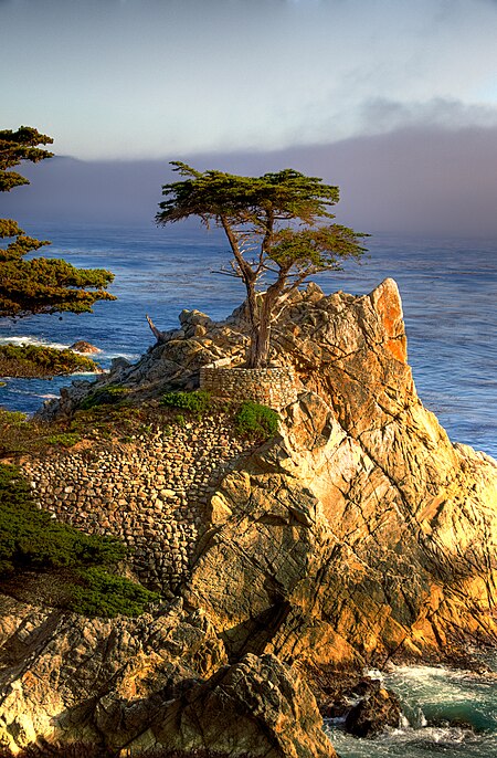 Lone Cypress