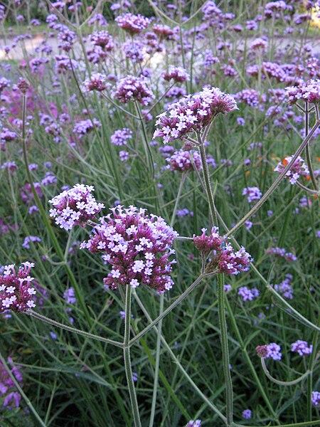 File:Lund Botanical Garden 4.jpg