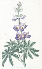 Vorschaubild für Anden-Lupine