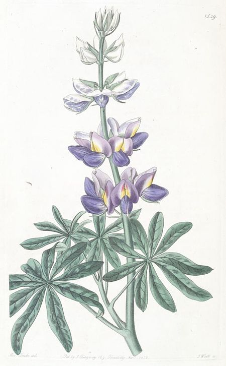 Lupinus mutabilis.jpg