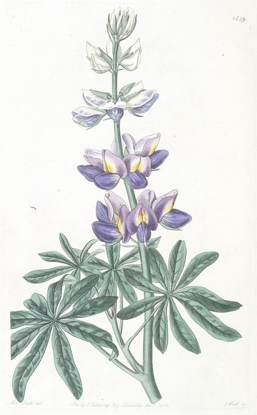 Lupinus mutabilis