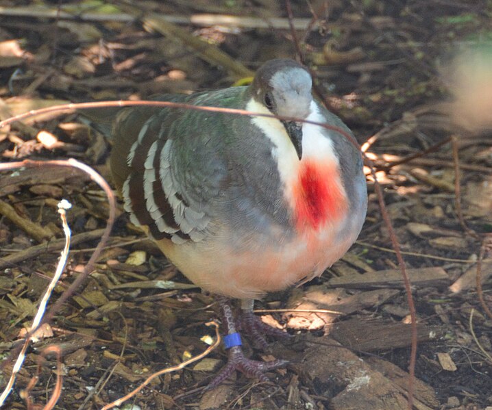 File:Luzon bleeding-heart at Taronga Zoo.JPG