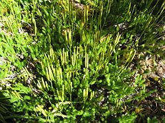 Lycopodium clavatum (staghorn clubmoss).jpg