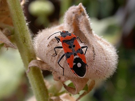 Lygaeidae