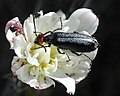 Lytta auriculata Red-eared Blister Beetle