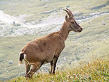 Capra ibex ibex English: Alpine Ibex Deutsch: Steinbock