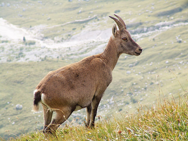 Альпийский козерог (Capra ibex ibex) в Словении