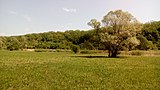 MD.ST.Lozova - cottonseed field in Codru scientific reserve - may 2017 - 04.jpg