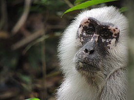 Macaca maura Taman Nasional Bantimurung bulusaraung