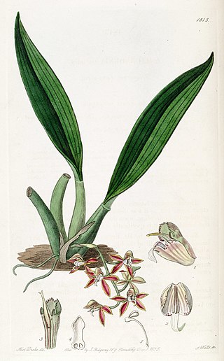 <i>Macradenia lutescens</i> Species of orchid