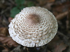 Chapeau de Chlorophyllum rhacodes.