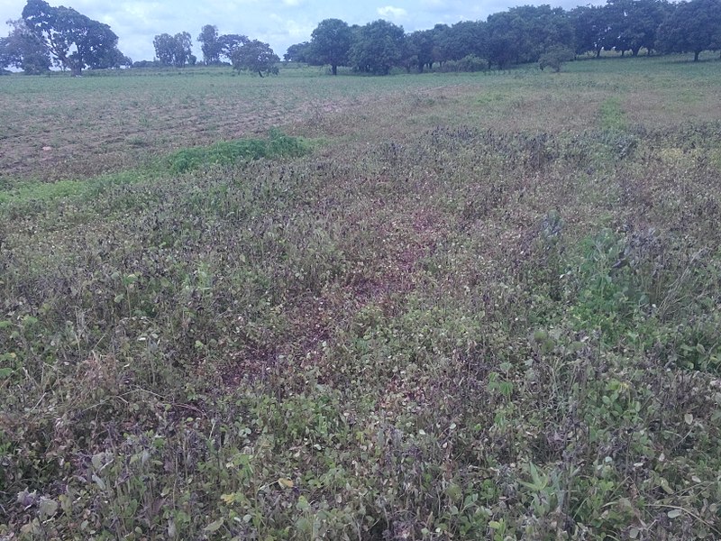 File:Maize farm chemical spreading.jpg