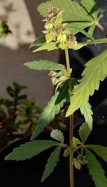 Male Cannabis sativa in flower