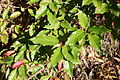Malus doumeri - Quarryhill Botanical Garden - DSC03637.JPG